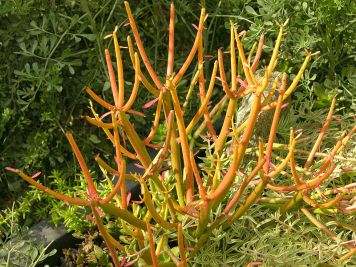 Euphorbia_tirucalli_Sticks_on_Fire